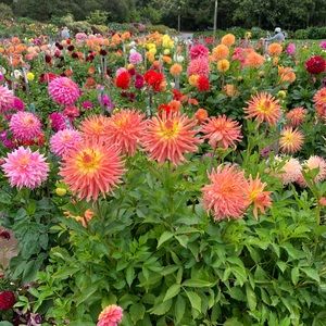 Meet your Posher, Johnson